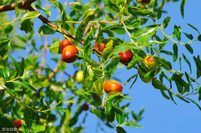 枣树种植发生虫害，对于产量、品质危害极大，枣树常见虫害防治